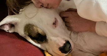 aude pet sitter à ST CYR SUR LOIRE 37540_1