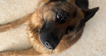 faustine pet sitter à CAMBLAIN L ABBE 62690_1