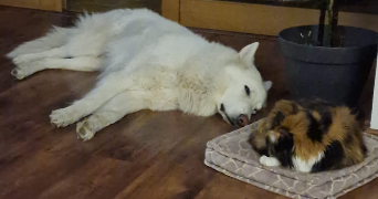 ilona pet sitter à Paris 75019_7