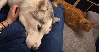 léa pet sitter à PAU 64000_2