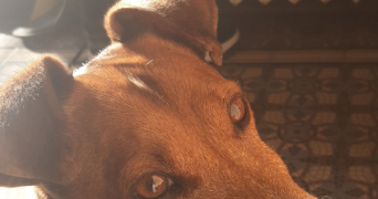 elodie pet sitter à NEUILLY SUR MARNE 93330_3