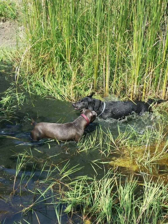 Joao pet sitter à Le Plessis-Trévise 94420_3