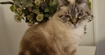 mounia pet sitter à CHAMBERY 73000_0