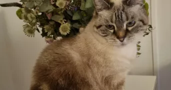 mounia pet sitter à CHAMBERY 73000