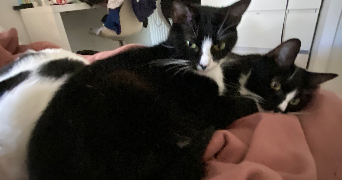 lola pet sitter à BORDEAUX 33300_5