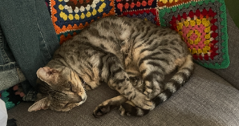 méline pet sitter à PARIS 11 75011_2