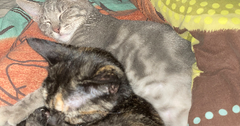 louba pet sitter à LA VOIVRE 88470_0