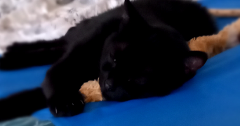 maëlys pet sitter à NANTES 44000_6
