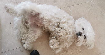 ophélie pet sitter à Draveil 91210_2