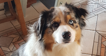 emilie pet sitter à CHENEREILLES 42560_2