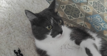baloo pet sitter à MONTAIGU 02820_2