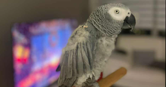 maëva pet sitter à WERVICQ SUD 59117_0