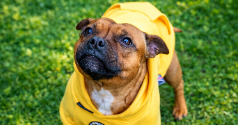 laura pet sitter à ORGON 13660_1