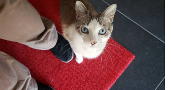 hatou  pet sitter à Nice 06000_1