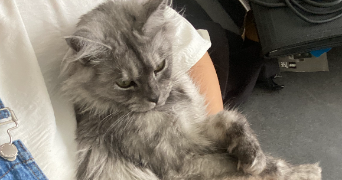 sanhaji pet sitter à VANDOEUVRE LES NANCY 54500_2