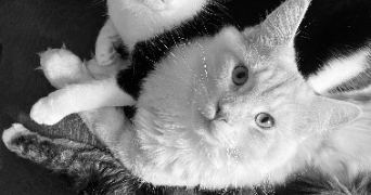 stéphanie cat sitter à MONTDIDIER 80500_1