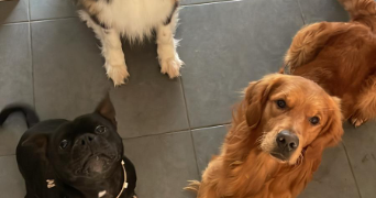 morgane pet sitter à LIGNAN DE BAZAS 33430_2