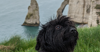 lisa pet sitter à ARMENTIERES 59280_1