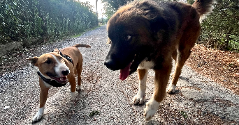 marie pet sitter à CONQUES SUR ORBIEL 11600_3