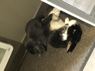 Audrey pet sitter à Mérignac 33700_0