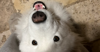 lisa pet sitter à ST MARTIN D HERES 38400_1