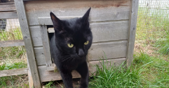 pension féline des trois chats cat sitter à ORLEANS 45000_2