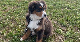 lisa pet sitter à PARIS 09 75009_5