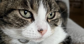 aimy pet sitter à Amiens 80100_2