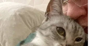 bilal pet sitter à LES AGEUX 60700