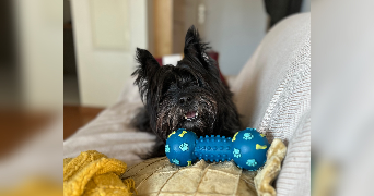 anaelle pet sitter à LIVRY GARGAN 93190_9