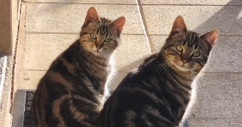 maud pet sitter à VILLENAVE D ORNON 33140_9