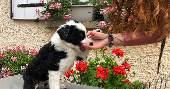 capucine pet sitter à NANTES 44300_1