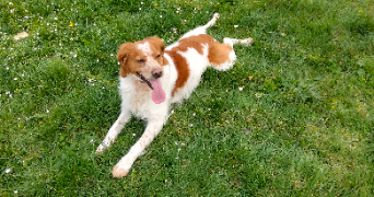 barbara pet sitter à ORMES 45140_3