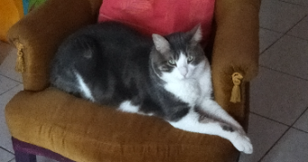 corinne pet sitter à MONTEUX 84170_4