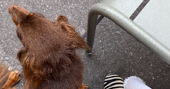 medina  pet sitter à Paris 75016_1