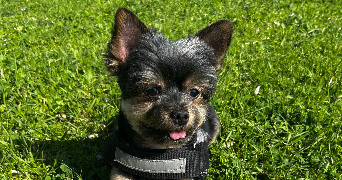 orlane pet sitter à TOULON 83200_2