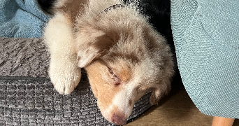 chloé pet sitter à ST NAZAIRE 44600_4
