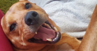 maëlle pet sitter à ST NAZAIRE 44600_8