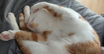 marie pet sitter à ST JUST EN CHAUSSEE 60130_3