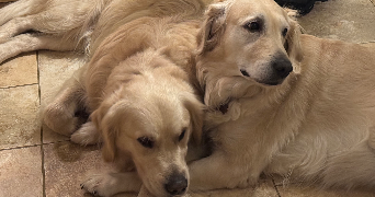 anna-louise pet sitter à BOULOGNE BILLANCOURT 92100_2