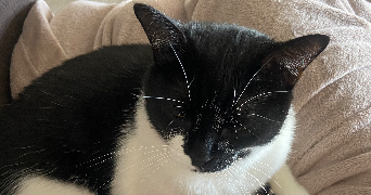 dorianne pet sitter à RIS ORANGIS 91130_3