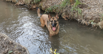 manon pet sitter à ST MARTIN DE CRAU 13310_3