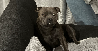 ashley pet sitter à TOULOUSE 31100_4