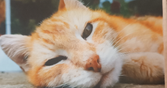 thelia pet sitter à LAVAL 53000_2