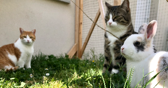 alice pet sitter à CRAINTILLEUX 42210_12