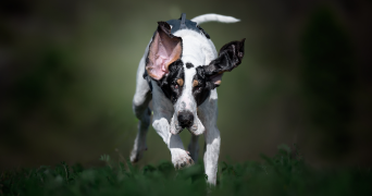 nathalie pet sitter à LA GARDE 83130_2