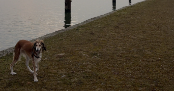 eve pet sitter à BISCHHEIM 67800_2