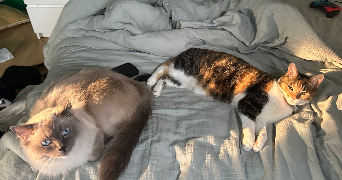 aglaé pet sitter à EMMERIN 59320_1