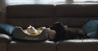 eva pet sitter à BOUCHAIN 59111_3