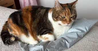 shaena cat sitter à CORMEILLES EN PARISIS 95240